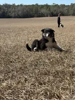 Cass, a female Border Collie for sale in Floral City, FL – Photo 4 of 8