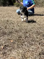 Cass, a female Border Collie for sale in Floral City, FL – Photo 8 of 8