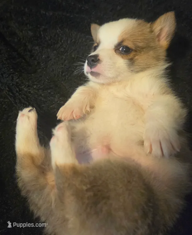 Otis – Pembroke Welsh Corgi puppy for sale in Floral City, FL