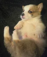 Otis, a male Pembroke Welsh Corgi for sale in Floral City, FL – 1 of 1