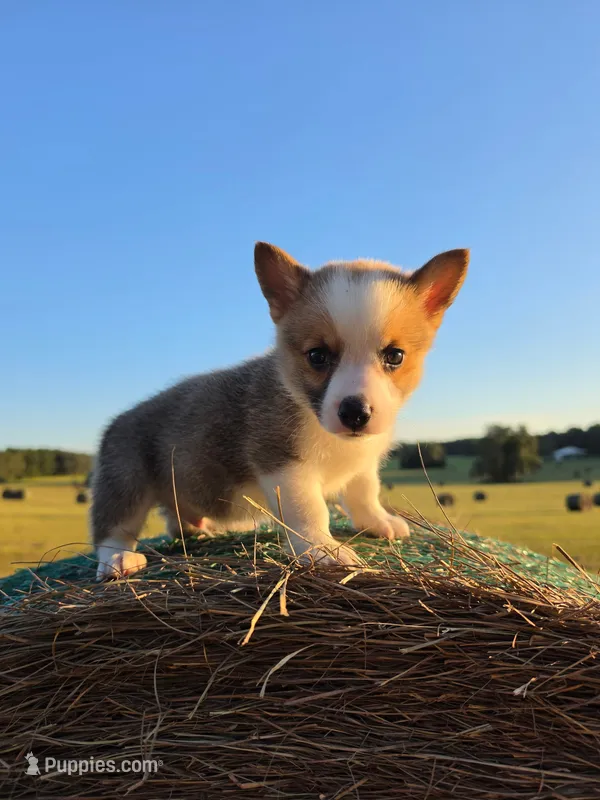 Otis – Pembroke Welsh Corgi puppy for sale in Floral City, FL
