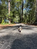 Bondi, a male Pembroke Welsh Corgi and Beagle for sale in Floral City, FL – 5 of 5