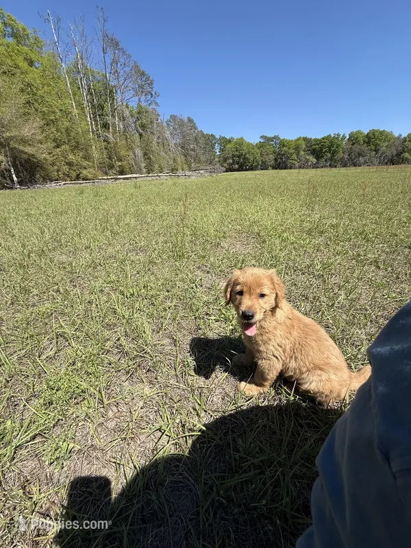 Millie – Golden Retriever puppy for sale in Floral City, FL