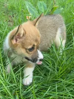 Honey, a female Pembroke Welsh Corgi for sale in Floral City, FL – 4 of 4