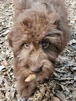 Louie, a male Miniature Aussiedoodle for sale in Floral City, FL – Photo 2 of 4
