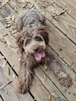 Louie, a male Miniature Aussiedoodle for sale in Floral City, FL – Photo 4 of 4
