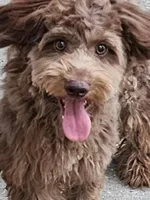 Louie, a male Miniature Aussiedoodle for sale in Floral City, FL – Photo 1 of 4