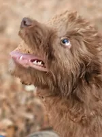 Louie, a male Miniature Aussiedoodle for sale in Floral City, FL – Photo 3 of 4
