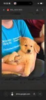 Brooks, a male Golden Retriever for sale in Floral City, FL – 3 of 3