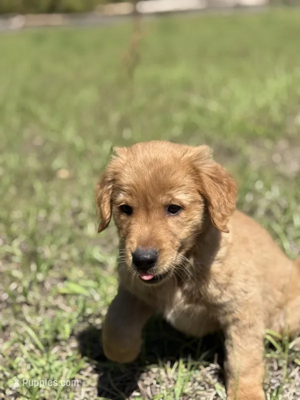 Sandy  – Golden Retriever puppy for sale in Floral City, FL