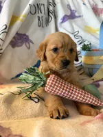 Honey, a female Golden Retriever for sale in Floral City, FL – Photo 2 of 6