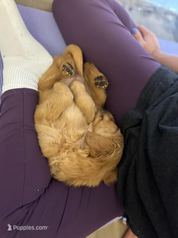 Honey – Golden Retriever puppy for sale in Floral City, FL