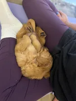 Honey, a female Golden Retriever for sale in Floral City, FL – Photo 1 of 6