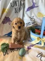 Honey, a female Golden Retriever for sale in Floral City, FL – Photo 6 of 6