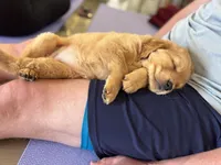 Honey, a female Golden Retriever for sale in Floral City, FL – Photo 4 of 6