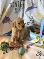 Honey, a female Golden Retriever for sale in Floral City, FL – Photo 5 of 6
