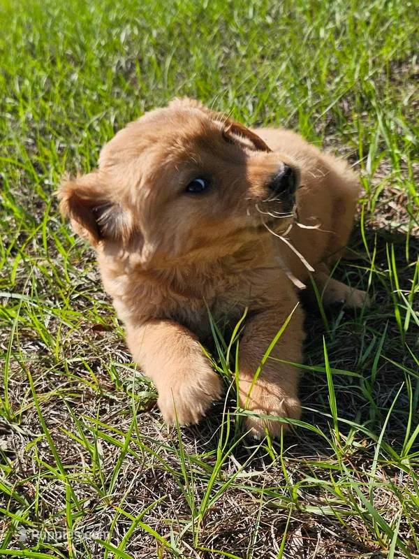 Willow – Golden Retriever puppy for sale in Floral City, FL