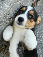 Bongo , a male Pembroke Welsh Corgi and Beagle for sale in Floral City, FL – 1 of 1