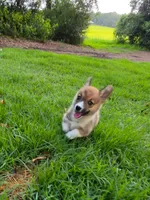 Honey, a female Pembroke Welsh Corgi for sale in Floral City, FL – 3 of 4