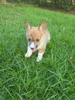 Honey, a female Pembroke Welsh Corgi for sale in Floral City, FL – 2 of 4