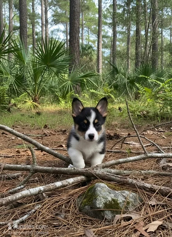 Minnie – Pembroke Welsh Corgi puppy for sale in Floral City, FL