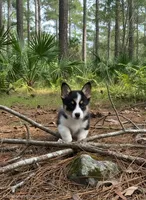Minnie, a female Pembroke Welsh Corgi for sale in Floral City, FL – 1 of 5
