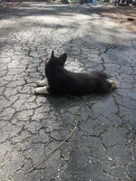 Nola , a female Pembroke Welsh Corgi for sale in Floral City, FL – 5 of 5