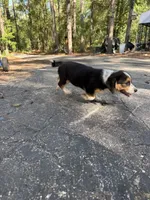 Bondi, a male Pembroke Welsh Corgi and Beagle for sale in Floral City, FL – 2 of 5