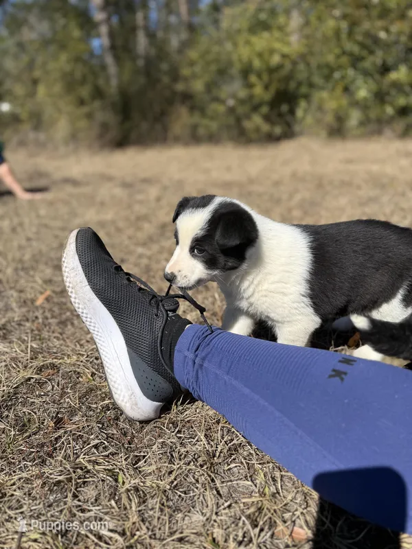 Lena, a female Border Collie for sale in Floral City, FL – Photo 1 of 6