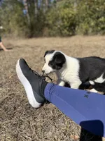Lena, a female Border Collie for sale in Floral City, FL – Photo 1 of 6