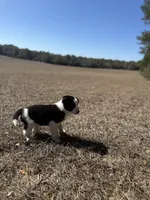 Lena, a female Border Collie for sale in Floral City, FL – Photo 3 of 6
