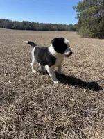 Lena, a female Border Collie for sale in Floral City, FL – Photo 5 of 6