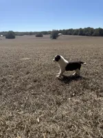 Lena, a female Border Collie for sale in Floral City, FL – Photo 4 of 6