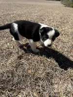 Lena, a female Border Collie for sale in Floral City, FL – Photo 6 of 6