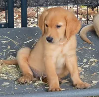 Cece, a female Golden Retriever for sale in Floral City, FL – 3 of 3