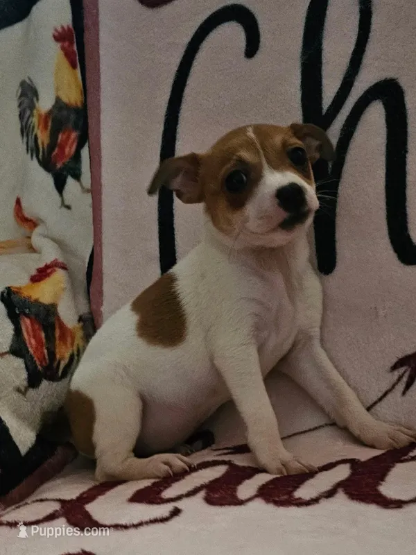 Pip , a female Rat Terrier for sale in Floral City, FL – Photo 1 of 2