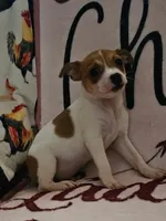 Pip , a female Rat Terrier for sale in Floral City, FL – Photo 1 of 2