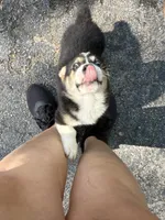 Nola , a female Pembroke Welsh Corgi for sale in Floral City, FL – 2 of 5