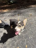 Nola , a female Pembroke Welsh Corgi for sale in Floral City, FL – 4 of 5
