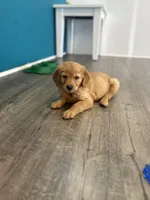 Willow, a female Golden Retriever for sale in Floral City, FL – Photo 4 of 5