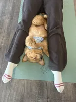 Millie, a female Golden Retriever for sale in Floral City, FL – Photo 2 of 5