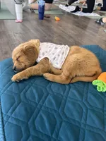 Willow, a female Golden Retriever for sale in Floral City, FL – Photo 2 of 5