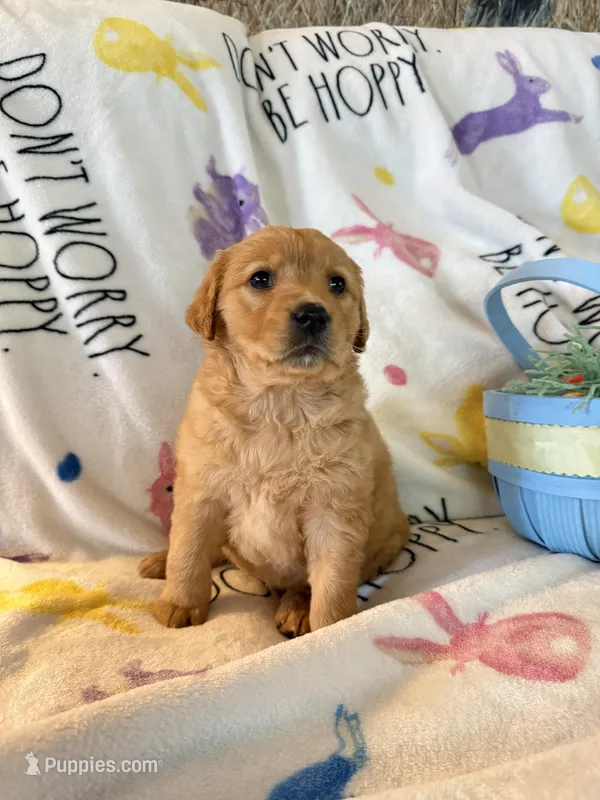 Millie – Golden Retriever puppy for sale in Floral City, FL