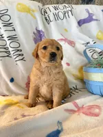 Millie, a female Golden Retriever for sale in Floral City, FL – Photo 1 of 5