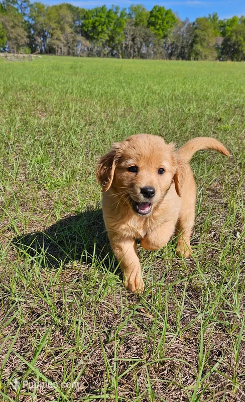 Sunny – Golden Retriever puppy for sale in Floral City, FL