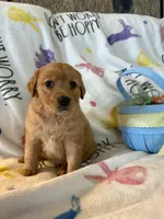 Millie, a female Golden Retriever for sale in Floral City, FL – Photo 3 of 5