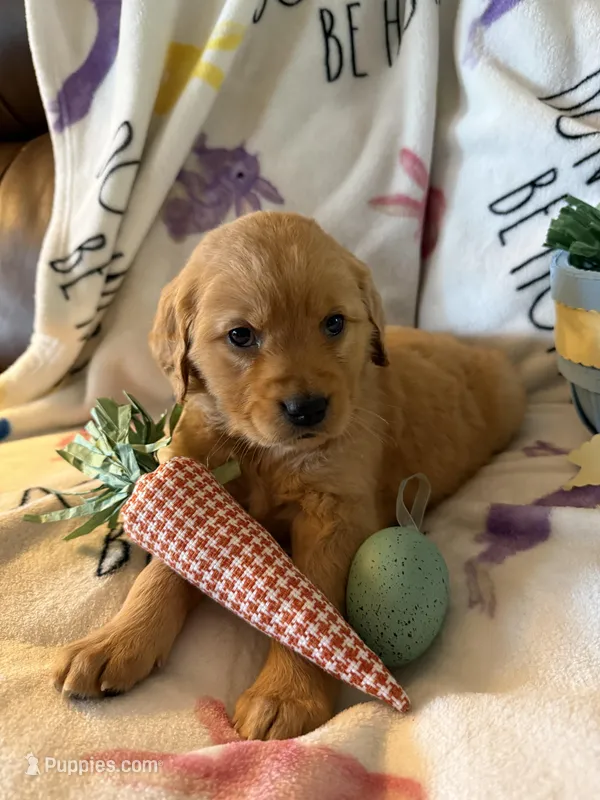 Willow – Golden Retriever puppy for sale in Floral City, FL