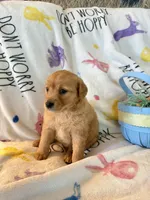 Millie, a female Golden Retriever for sale in Floral City, FL – Photo 4 of 5