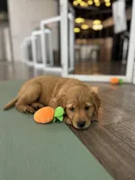 Willow, a female Golden Retriever for sale in Floral City, FL – Photo 3 of 5