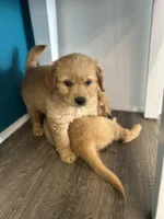 Millie, a female Golden Retriever for sale in Floral City, FL – Photo 5 of 5